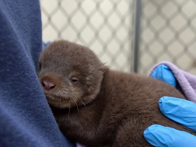 Seneca Park Zoo Makes History With First-Ever River Otter Pups